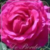 Rosa 'Chartreuse de Parma'