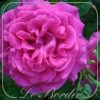 Rosa 'Chartreuse de Parma'