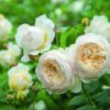 Rosa 'Clair Austin'