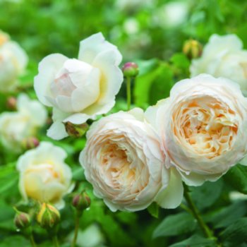 Rosa 'Clair Austin'