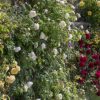 Rosa 'Clair Austin'