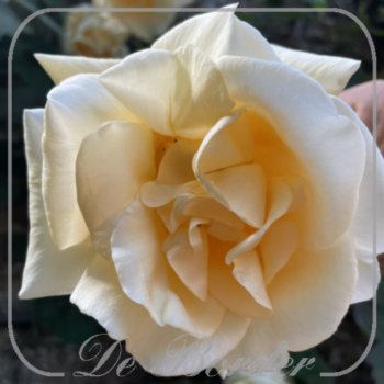 Rosa 'Climbing Lady Hillingdon'