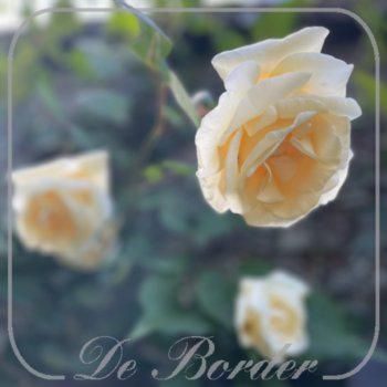 Rosa 'Climbing Lady Hillingdon'