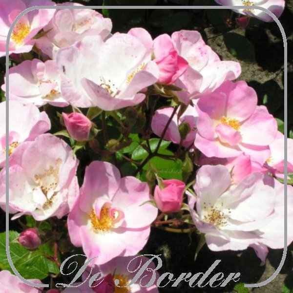 Rosa 'Climbing Mira'