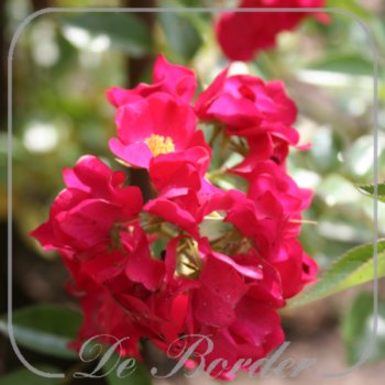 rosa-climbing-rocket-908 Rosa 'Climbing Rocket'