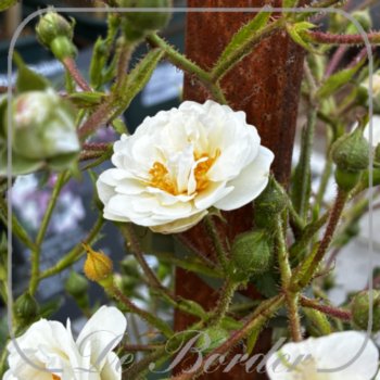 rosa-climbing-scented-lilac-786 Rosa 'Climbing Scented Lilac'