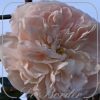 Rosa 'Climbing Sombreuil'