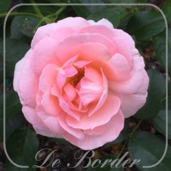 Rosa 'Climbing Sorbet'