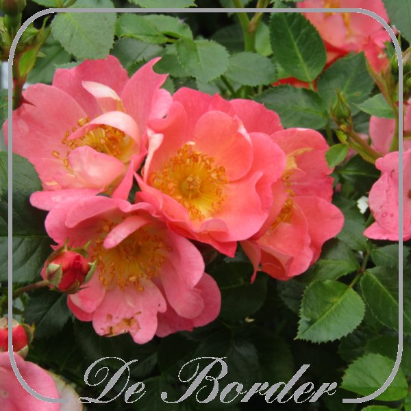 rosa-coco-440 Rosa 'Coco'
