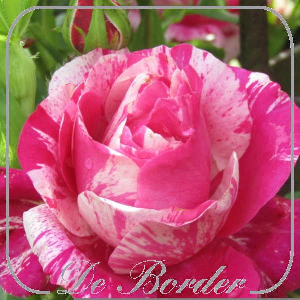 rosa-colibri-2010-780 Rosa 'Colibri 2010'
