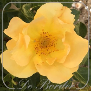 rosa-coloma-058.jpg Rosa 'Coloma'
