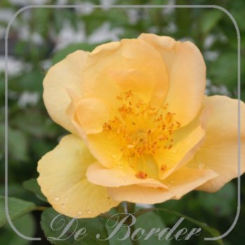 rosa-coloma-170.jpg Rosa 'Coloma'