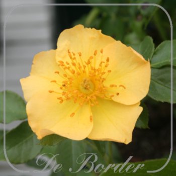 rosa-coloma-172.jpg Rosa 'Coloma'