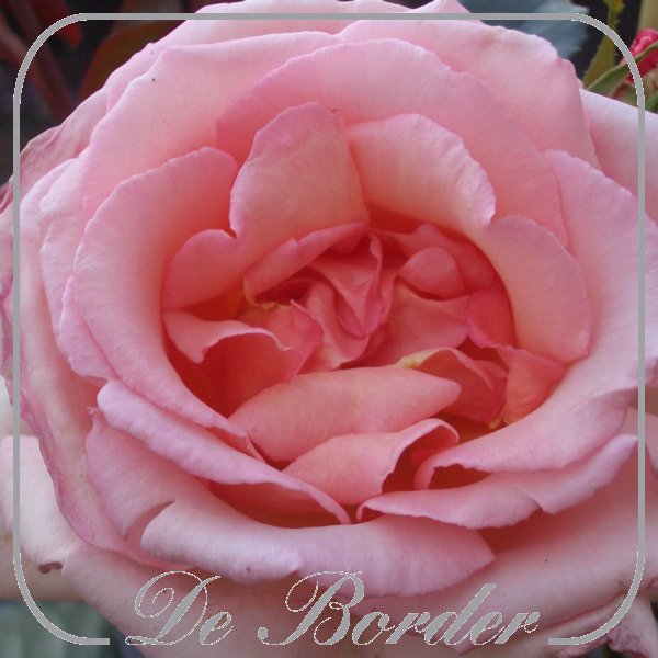 Rosa 'Belle de Londres' --