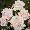 Rosa 'Constance Mozart'