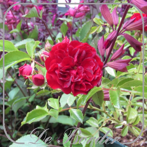 rosa-crimson-siluetta-853 Rosa 'Crimson Siluetta'