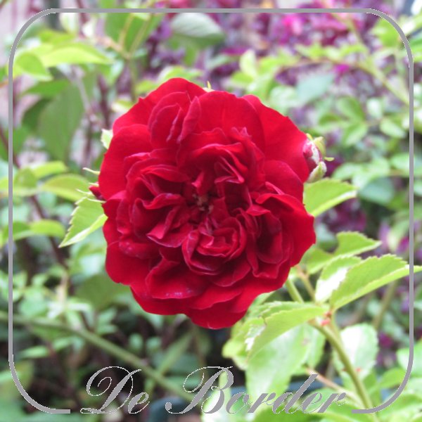 Rosa 'Crimson Siluetta'