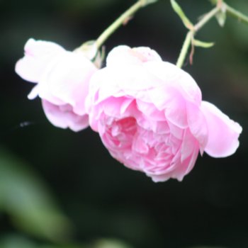 Rosa 'Cupcake'