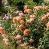 Rosa 'Dame Judi Dench'