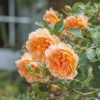 Rosa 'Dame Judi Dench'