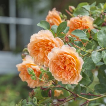 Rosa 'Dame Judi Dench'