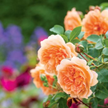 Rosa 'Dame Judi Dench'