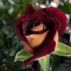 Rosa 'Eddy Mitchell' --