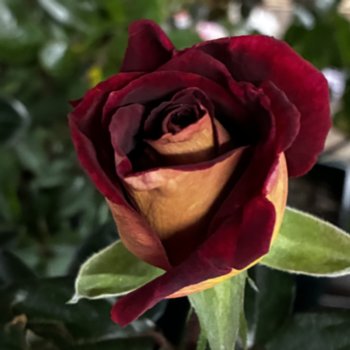 Rosa 'Eddy Mitchell' --