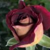 Rosa 'Eddy Mitchell' --