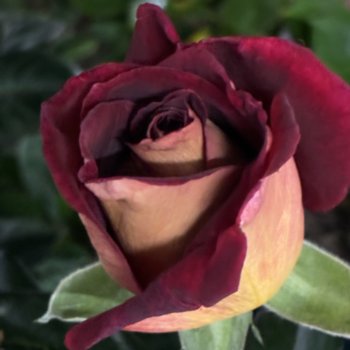 Rosa 'Eddy Mitchell' --