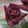 Rosa 'Dark Knight