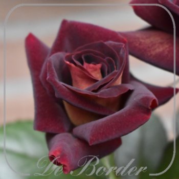 Rosa 'Dark Knight