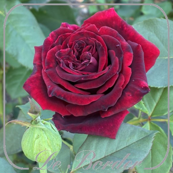 rosa-deep-secret-840 Rosa 'Deep Secret'