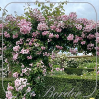Rosa 'Dentelle de Malines'