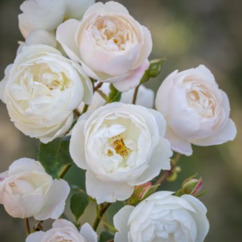 Rosa 'Desdemona'