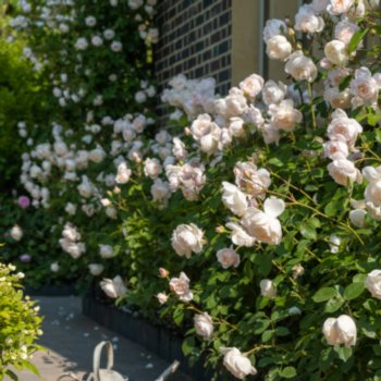 Rosa 'Desdemona'