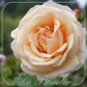 Rosa 'Diamond Jubilee'