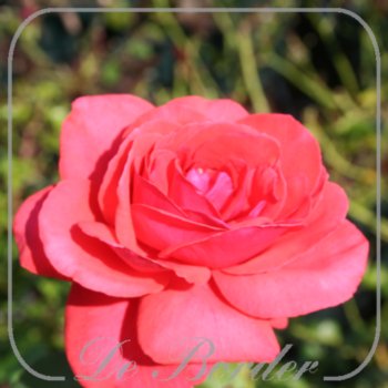 Rosa 'Duftwolke'