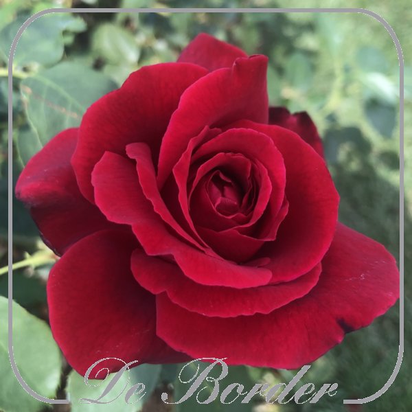 rosa-duftzauber-328 Rosa 'Royal William' --