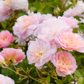 Rosa 'Elizabeth'