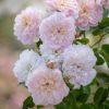 Rosa 'Elizabeth'