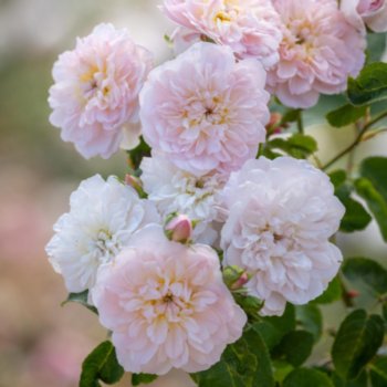 Rosa 'Elizabeth'