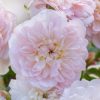 Rosa 'Elizabeth'