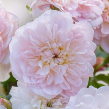 Rosa 'Elizabeth'