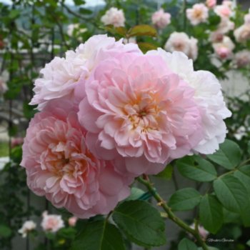 Rosa 'Elizabeth'