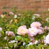 Rosa 'Elizabeth'