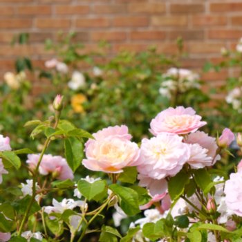 Rosa 'Elizabeth'