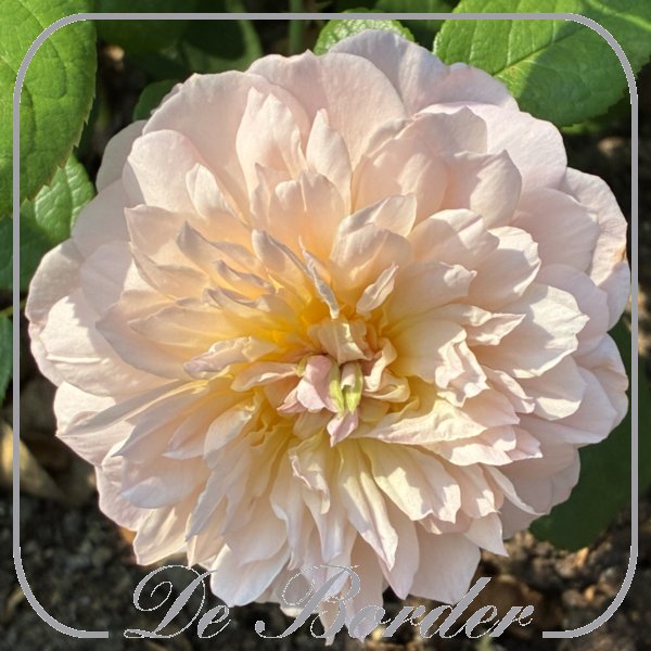 Rosa 'Elizabeth'