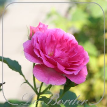 Rosa 'Elmshorn'