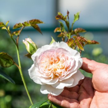 Rosa 'Emily Bronte'